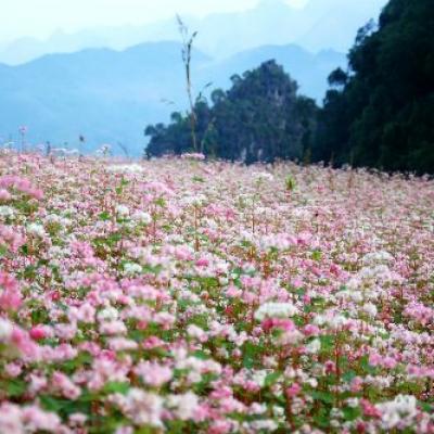 HÀ GIANG - MÙA TAM GIÁC MẠCH